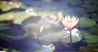 All You Need To Know About Lotus Flower Meaning