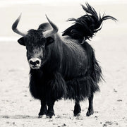 Buddha Stones Tibetan Natural Yak Bone The Lord Of The Corpse Forest Dice Chinese Zodiac Nine Palaces Eight Diagrams Strength Wrist Mala (Extra 35% Off | USE CODE: FS35) - image 10