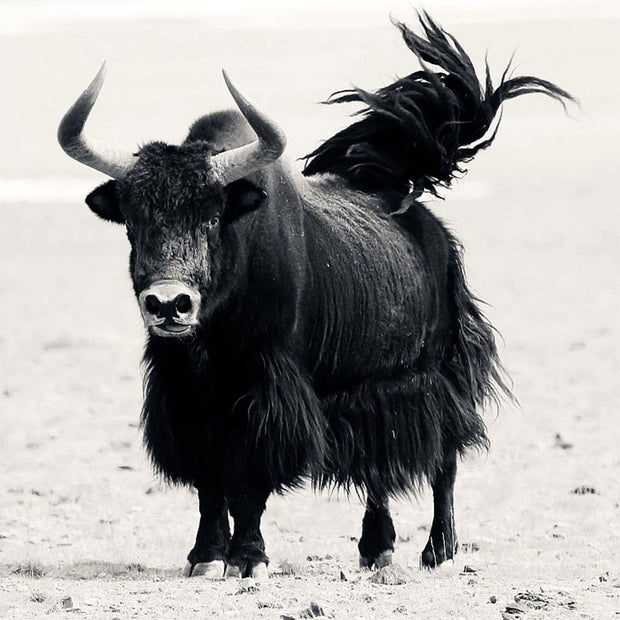 Buddha Stones Tibetan Natural Yak Bone The Lord Of The Corpse Forest Dice Chinese Zodiac Nine Palaces Eight Diagrams Strength Wrist Mala (Extra 30% Off | USE CODE: FS30) - image 10