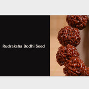 Buddha Stones Tibetan Rudraksha Bodhi Seed Auspiciousness Bracelet